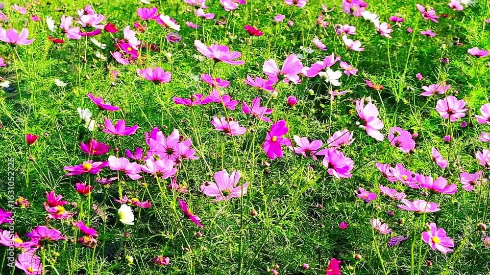 秋桜、コスモス、花、植物、綠色、風景、写真素材
秋桜、コスモス、花、植物、綠色、風景、写真素材