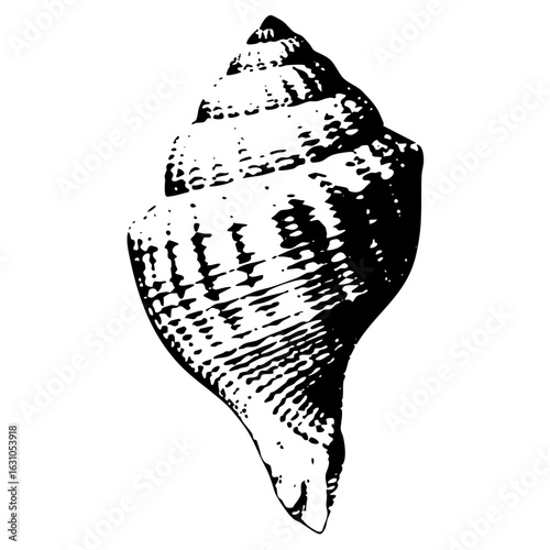 Vector Detailed monochrome of a spiral seashell.