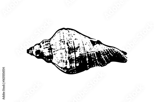 Vector Detailed of a textured seashell.