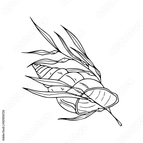 marine life conch outline drawing