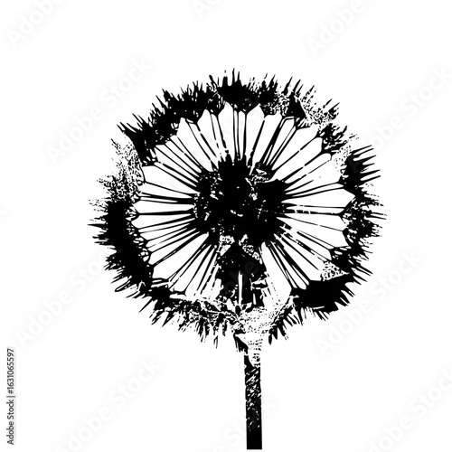 Vector Detailed dandelion seed head in monochrome.