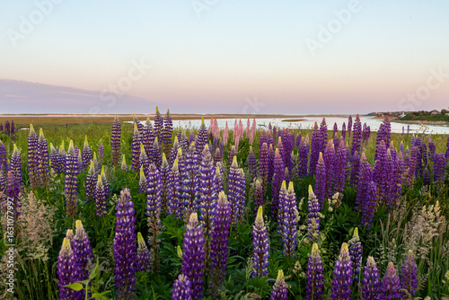 Wild Lupine Field Overlooking Nauset Marsh at Sunset
