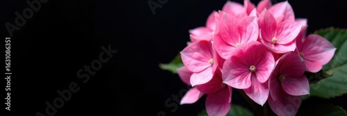 Dense pink hydrangea flower head, stark black backdrop , visual, botanical art, texture
