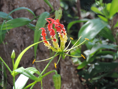 Gloriosa Superba Rothschildiana (Niyagala)