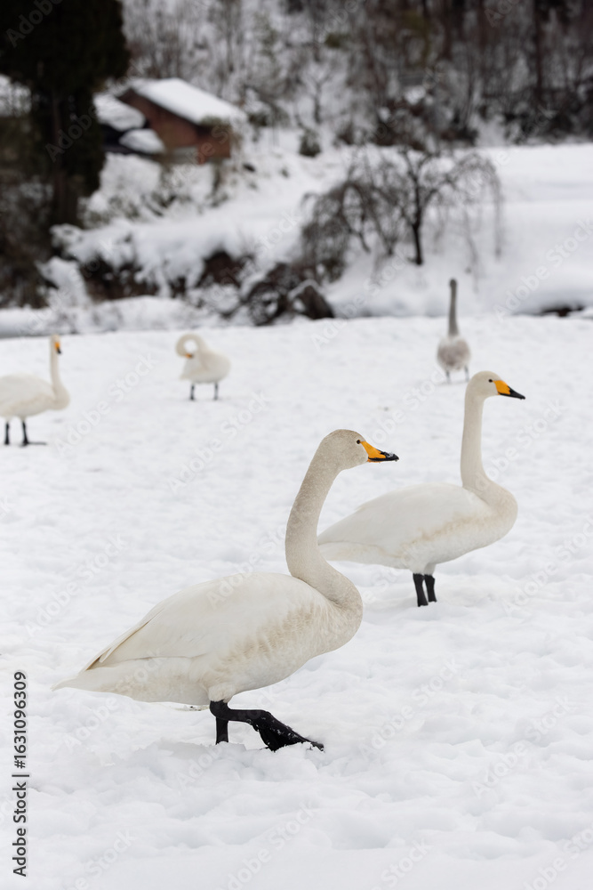 Fototapeta premium Migratory whooper swans (Cygnus cygnus) on a snowfield in Japan