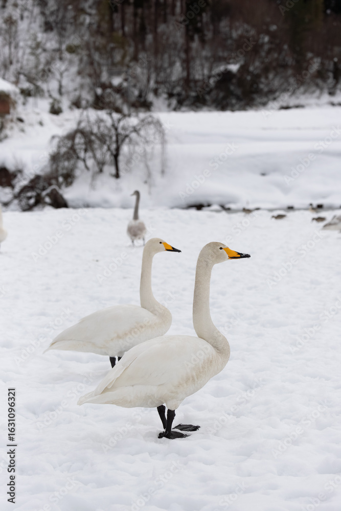 Fototapeta premium Migratory whooper swans (Cygnus cygnus) on a snowfield in Japan