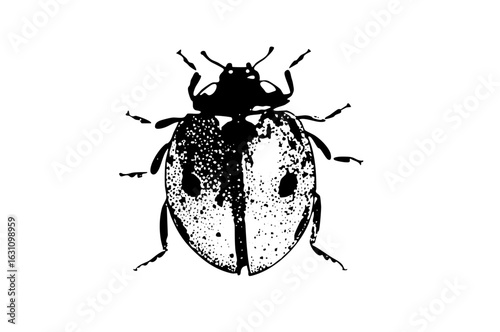 Vector Detailed black and white of a spotted beetle.