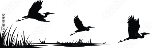 Flying birds over wetland, wildlife scene with herons in flight, nature habitat, marsh grass, water landscape, flat vector illustration