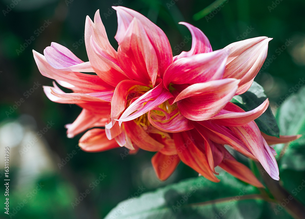 Fototapeta premium Bright pink dahlia flower on green background