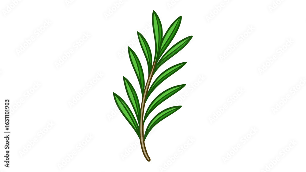Fototapeta premium Sprig of Rosemary Green Leaves Brown Stem Illustration