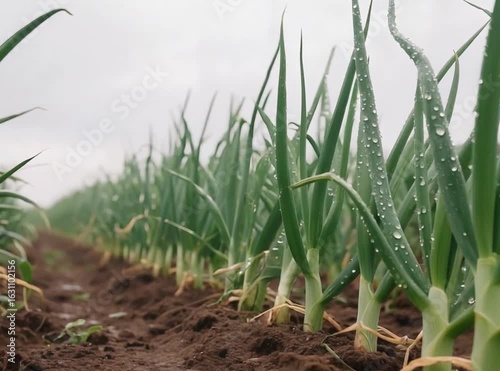 Fresh Green Onion Plants with Dew in Fertile Soil Rows