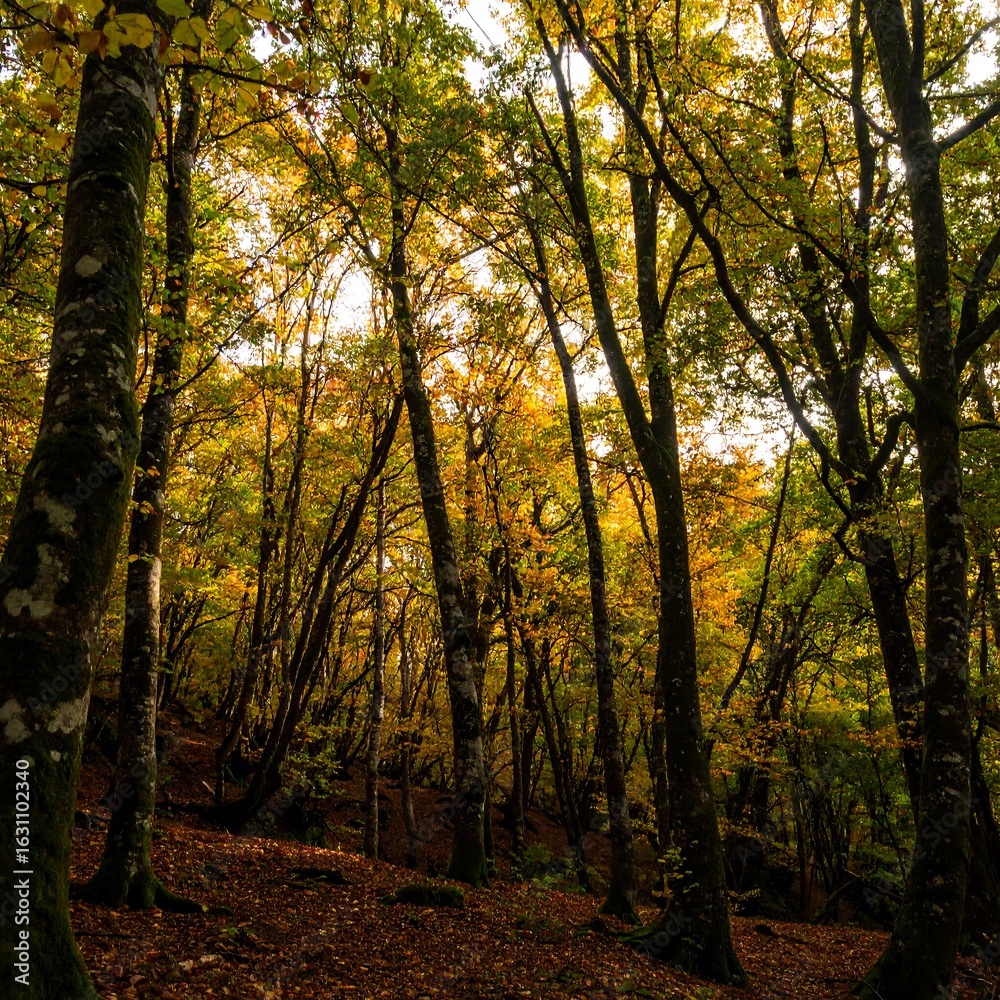 Fototapeta premium Autumn forest scene (1)