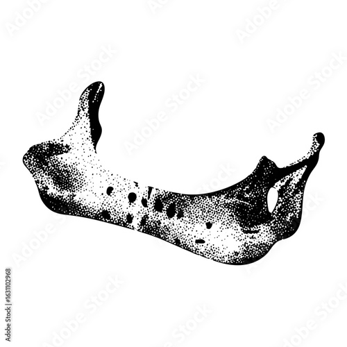 Vector Detailed of a spotted amphibian jawbone.