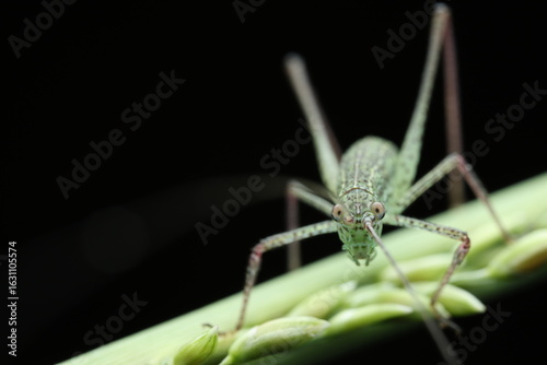 A katydid, also known as a Mediterranean Katydid (Phaneroptera nana), from the Tettigoniidae family, perched on a plant. The insect has a slender, 