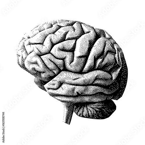 Vector Detailed of a human brain with textured surface.