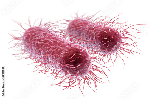 Close up of three bacteria cells under a microscope.