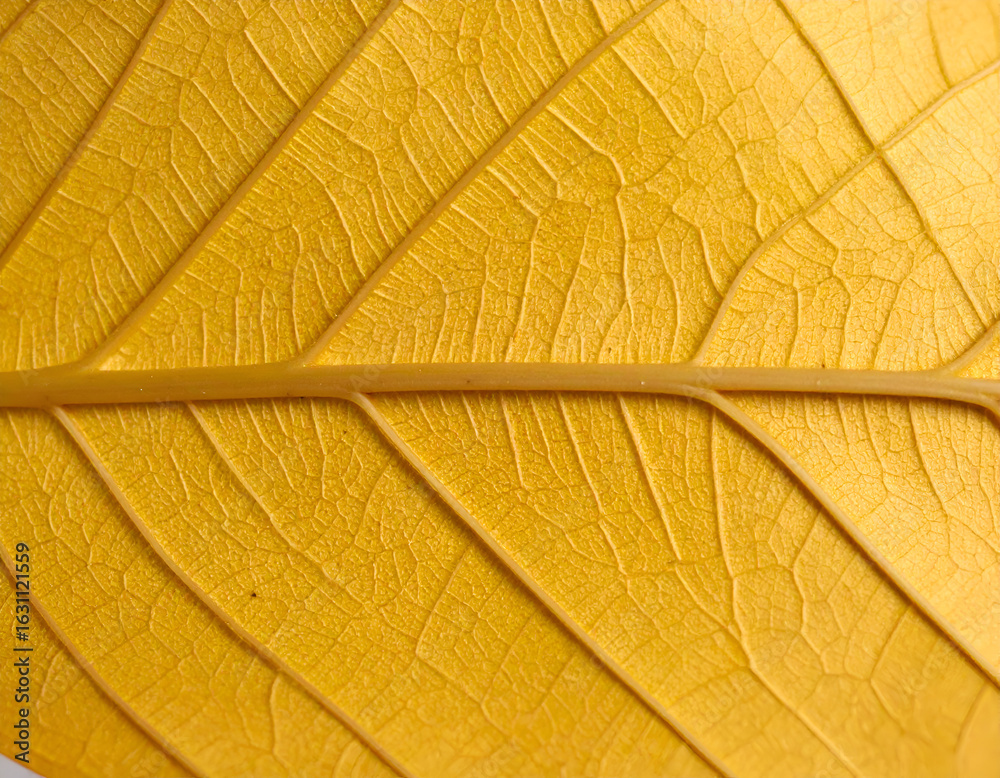Obraz premium Golden Leaf Closeup Texture.