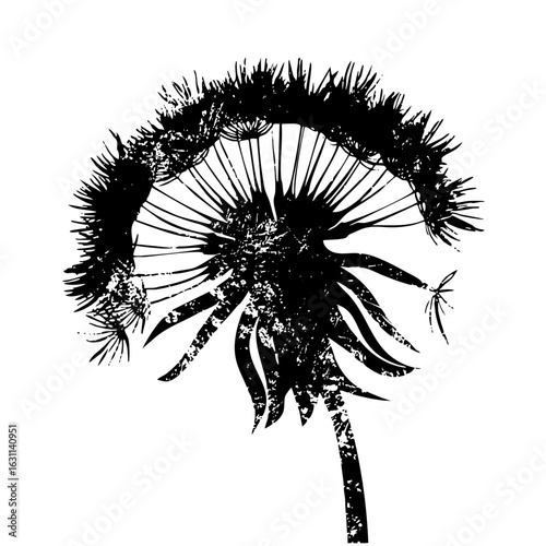 Vector Detailed black dandelion seed head .
