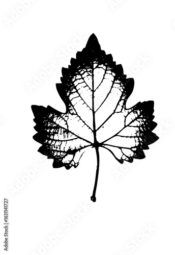 Vector Detailed black leaf showcases intricate vein .