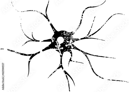 Vector Detailed neuron with branching dendrites and cell body.
