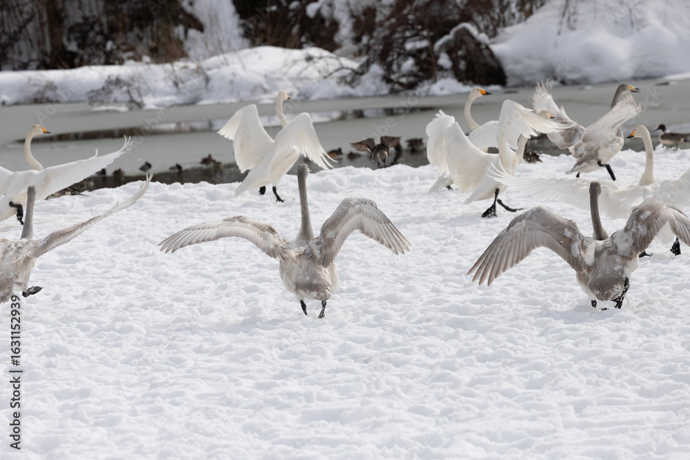 Fototapeta premium Flying whooper swans (Cygnus cygnus) and young birds spreading their wings wide