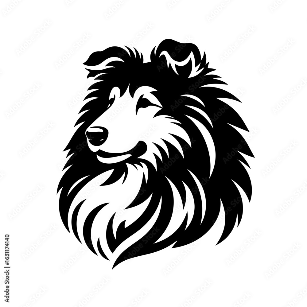 Fototapeta premium Elegant collie head portrait isolated on white background in black and white