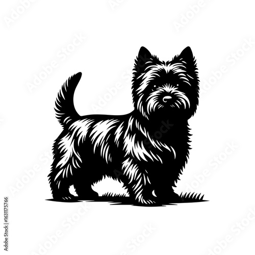 Black scottish terrier standing isolated on white background in studio shot