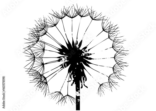 Vector Detailed dandelion seed head in black and white.