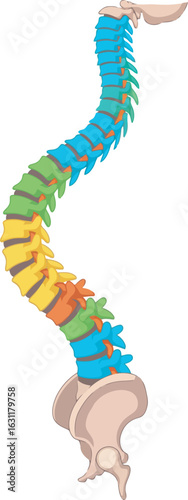 Anatomical illustration of a human spine with scoliosis color-coded by section.