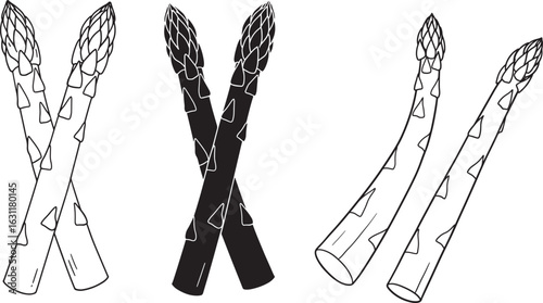 Outline and silhouette of asparagus spears isolated on white background