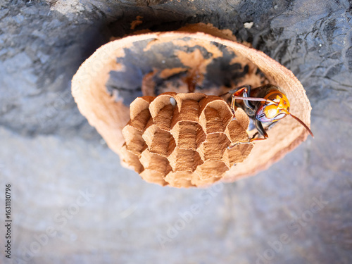 スズメバチの営巣