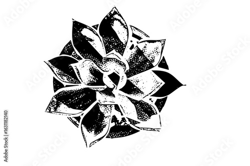 Vector Detailed succulent rosette in monochrome.