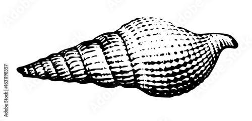 Vector Detailed of a patterned seashell.