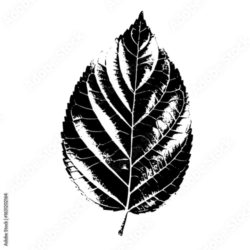 Vector Detailed black leaf showcases intricate vein .