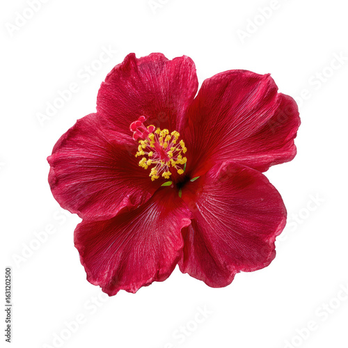 Close-up of a vibrant crimson hibiscus flower