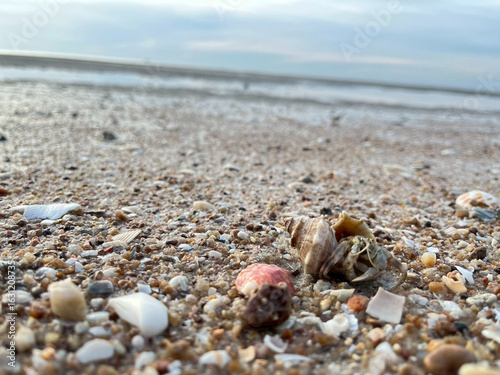 Fotografia seashell on the beach