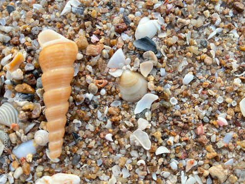 Quadro em tela seashell on the beach