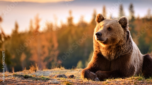 Bear gazing into the sunset in a warm autumn forest. Peaceful wildlife moment.