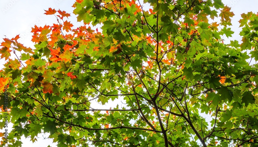 Fototapeta premium Autumn leaves canopy