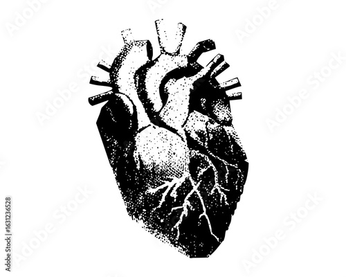 Vector Detailed anatomical heart in monochrome style.