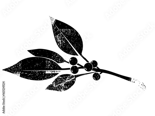 Vector Botanical of coffee branch with berries and leaves.