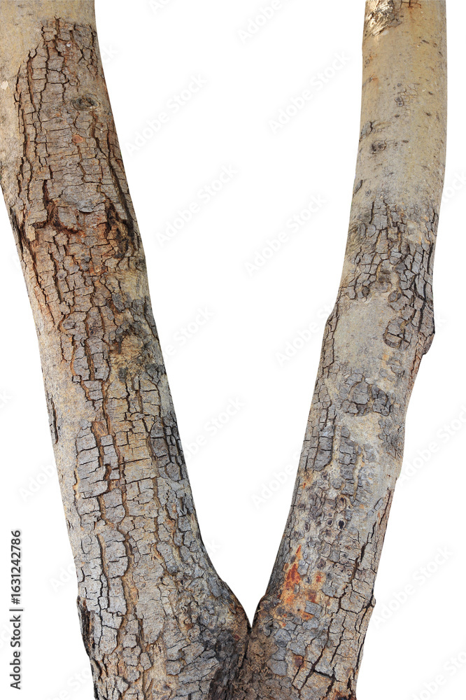 Naklejka premium Tree trunk isolated on white background.