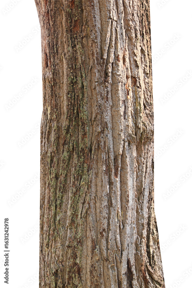 Fototapeta premium Tree trunk isolated on white background.