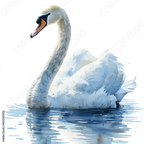 watercolor of Swan, vector, isolated on a white background.