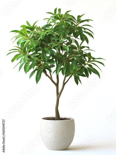 Potted plant with lush green foliage