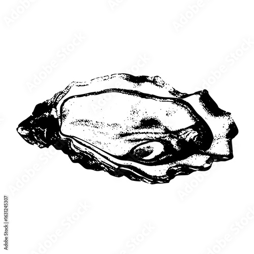 Vector Detailed of an open oyster .