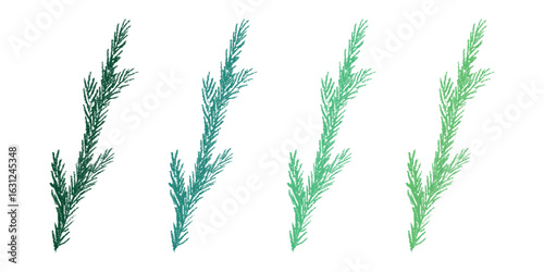 Set of hand drawn spruce branch clipart. Twig of coniferous tree doodle. Christmas and winter design element