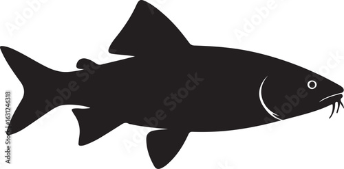 Barbel fish in silhouette white background.