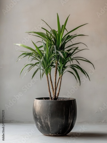 A vibrant, healthy plant in a dark, textured planter
