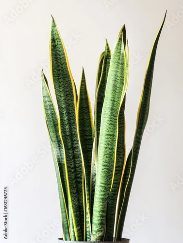 Snake plant, vibrant green leaves with yellow edges, against a plain white background
